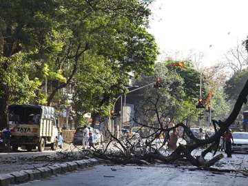 The civic body said it had several pending projects pertaining to felling of trees ahead of the monsoon, but they were being delayed due to the stay imposed by the court in October last year.