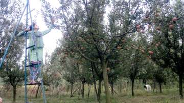 Apple orchard in South Kashmir