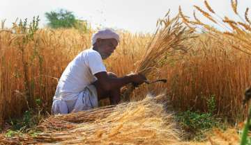  the FCI and state agencies have procured 29.26 million tonne of wheat so far this year.(Representative image)