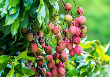After encephalitis death in Bihar, Odisha government orders testing of litchi fruit