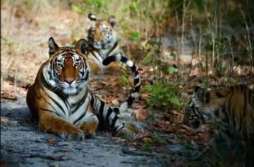 ?Corbett Tiger Reserve?