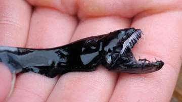 Scientists have found what makes the teeth of deep-sea dragonfish transparent