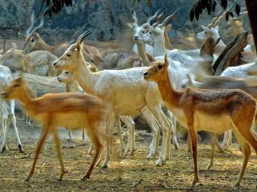 An ultra-modern zoo of global standards is expected to come up in the suburban Goregaon in Maharashtra