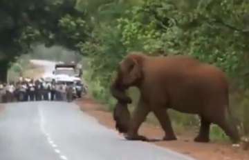 In the viral clip, an elephant emerges from a forest with a dead baby elephant and walks across. It then drops the carcass on the road.