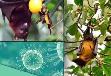 The nomenclature of Nipah virus, or NiV, originated from Sungai Nipah, a village in the Malaysian Peninsula where pig farmers became ill with encephalitis.