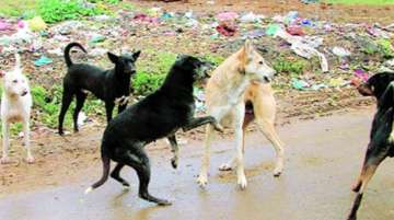 Villagers are demanding a solution to the growing number of stray dogs in the rural areas.