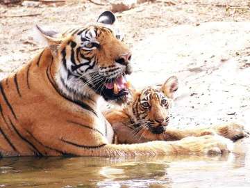 Ranthambore tigress gives birth to cubs