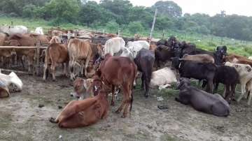 Cattle smuggling