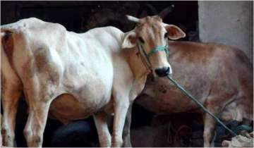 Prayagraj gaushala cow deaths