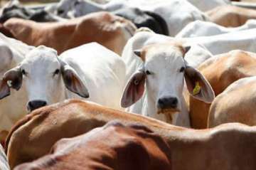 Madhya Pradesh villagers parade cattle movers to police station