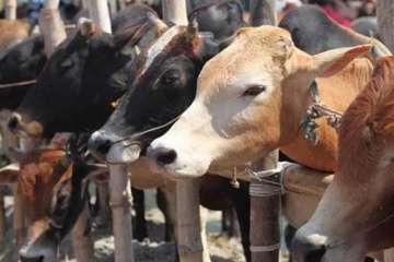 Cows in Jammu get geo-tagged as civic body looks to tackle stray menace