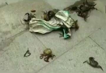 NCP workers throw crabs outside residence of Maharashtra Water Conservation Minister Tanaji Sawant in Pune.