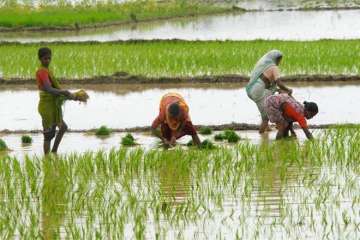 Crop production decreases in Gujarat, hints socio-economic review
 