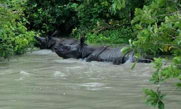 90 percent of Kaziranga National Park submerged; anti-poaching camps affected