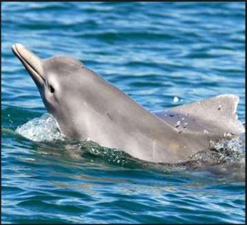 Earlier this year, about 1,500 dolphins were spotted by three teams of experts and scientists who co