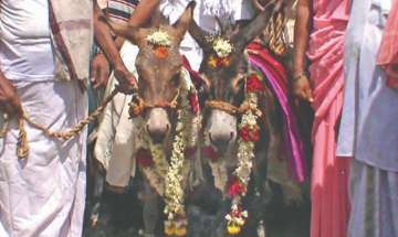  Praying the rain God to show mercy, donkey wedding performed in Telangana (Representational Image)
