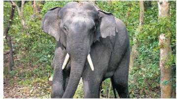 Delhi: Missing elephant, Laxmi, found after two months; mahout detained