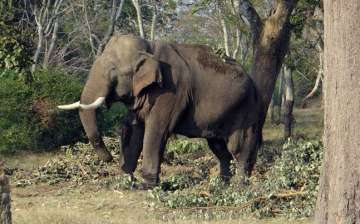 A wild tusker was electrocuted to death in Dudhwa buffer zone after it accidentally came into contac