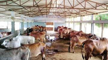 Bareilly mayor, municipal body lock horns over cows' death in animal shelter