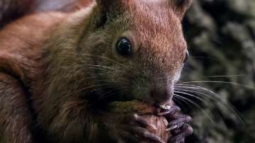 Squirrel-eating men at vegan food stall in London fined