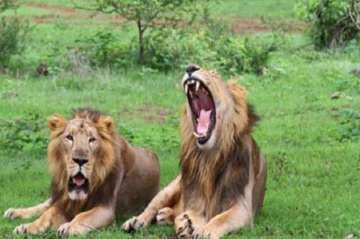 Gujarat gifts 7 lions to Uttar Pradesh
