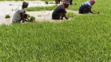 Odisha farmers spend Rs 2,403 to produce a quintal of paddy, get only Rs 1,815