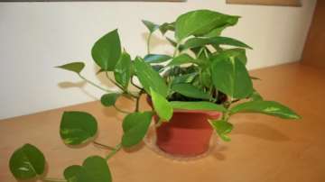 Today Vastu Tips: Money Plant at home for prosperity and wealth 