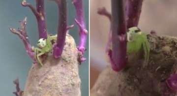 This bizarre looking creature has left several people on the Internet stunned