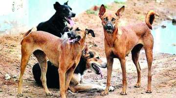 Stray animal population rising in many states: Government