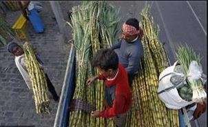District authorities asked sugar mill owners to clear dues of cane growers in Muzaffarnagar (Represe
