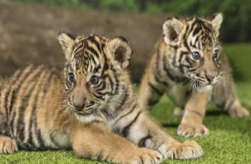 Bengaluru zoo names tiger cub after ace sprinter Hima Das