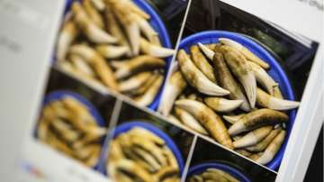 DRI seizes tiger teeth, elephant tusks