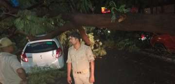 Tree falls on car in Lucknow's Gomti Nagar, woman has narrow escape