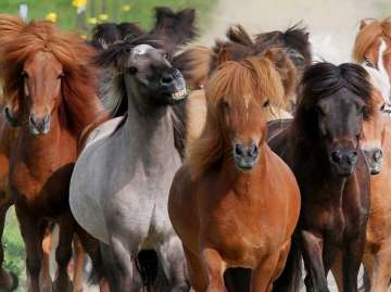 4 horses test positive glanders Chhattisgarh