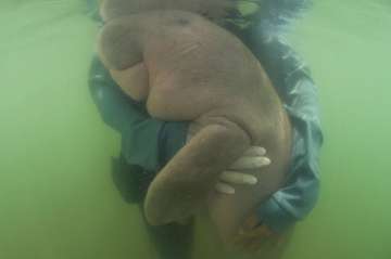 Thailand’s lost baby dugong dies of shock, ingesting plastic