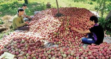 Kashmiri apple growers, cricket bat makers face losses