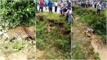 Injured leopard attacks a man clicking pictures