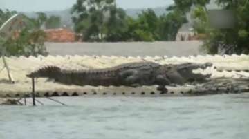 Karnataka floods: Giant crocodile takes shelter on rooftop of flood affected house in Belgaum | Watch