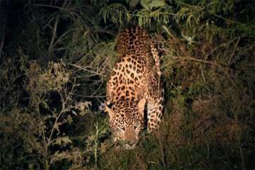 leopard kills men in UP's Bijnor 
