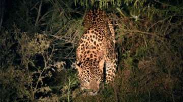 Elderly woman mauled to death by leopard in Gujarat