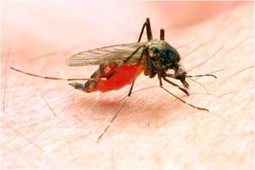 Anti-malarial drug: New discovery offers new hope towards prevention from the deadly disease 