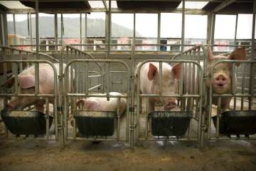 Scientists are accelerating efforts to develop a vaccine to help guard the world's pork supply. 