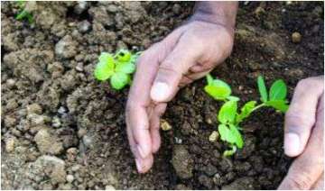 Plant a sapling: Gujarat University professor's 'punishment' to students
