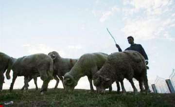 UP man let wife go with lover for 71 sheep, owner's father demands flock back