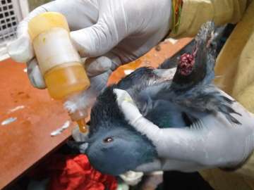 A bird, hit by Chinese manjha, being treated at a Delhi hospital