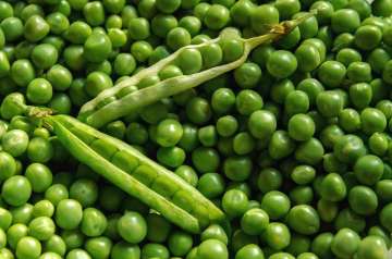 Prices crash as pea smuggled from Bangladesh, Nepal floods Indian market