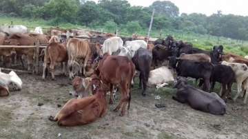 Two held for theft of stray cattle for slaughter in Maharashtra