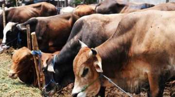 There are some 6,500 such Pashu Sakhis offering door-to-door medical care to livestock in Jharkhand 