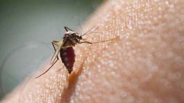 Telangana hospitals overcrowded with dengue patients