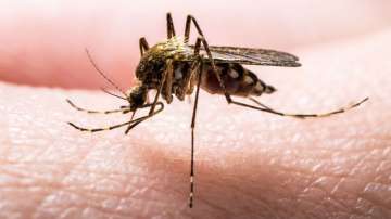 9,000 dengue cases reported in Pakistan